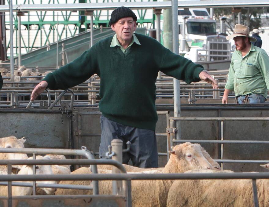 LAMB-TASTIC: Mick Mavroudis rounds up some sheep during last week's sales at Bomen.Picture: Les Smith