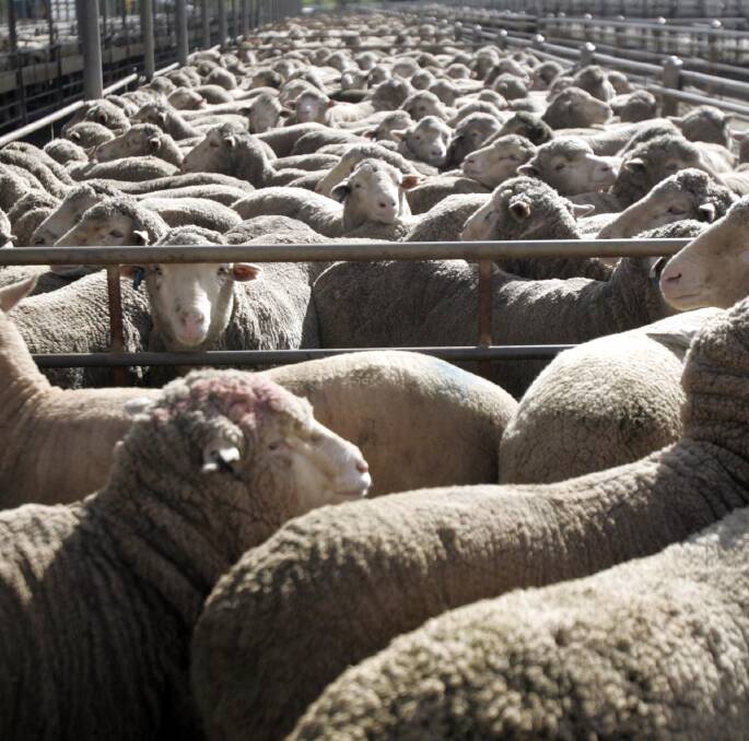 MIXED: Numbers were down slightly and quality remained mixed at the Wagga sheep sales last week.