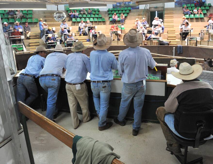 NUMBERS DOWN: There were fewer cattle for sale at Wagga and a limited selection of yearling steers suitable for the trade.