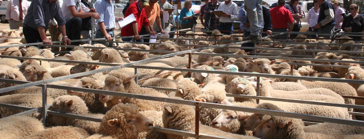 Wagga vendors are expected to sell 36,900 lambs and 12,850 sheep on Thursday. 
