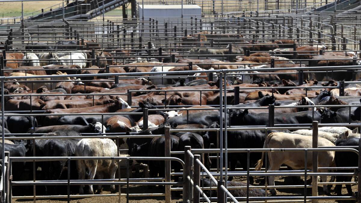 Cattle at Wagga's Livestock Marketing Centre.