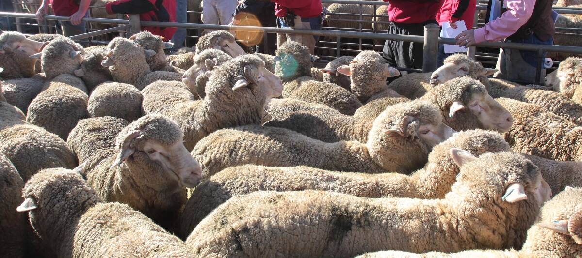 Vendors to sell 51,350 sheep and lambs on September 28