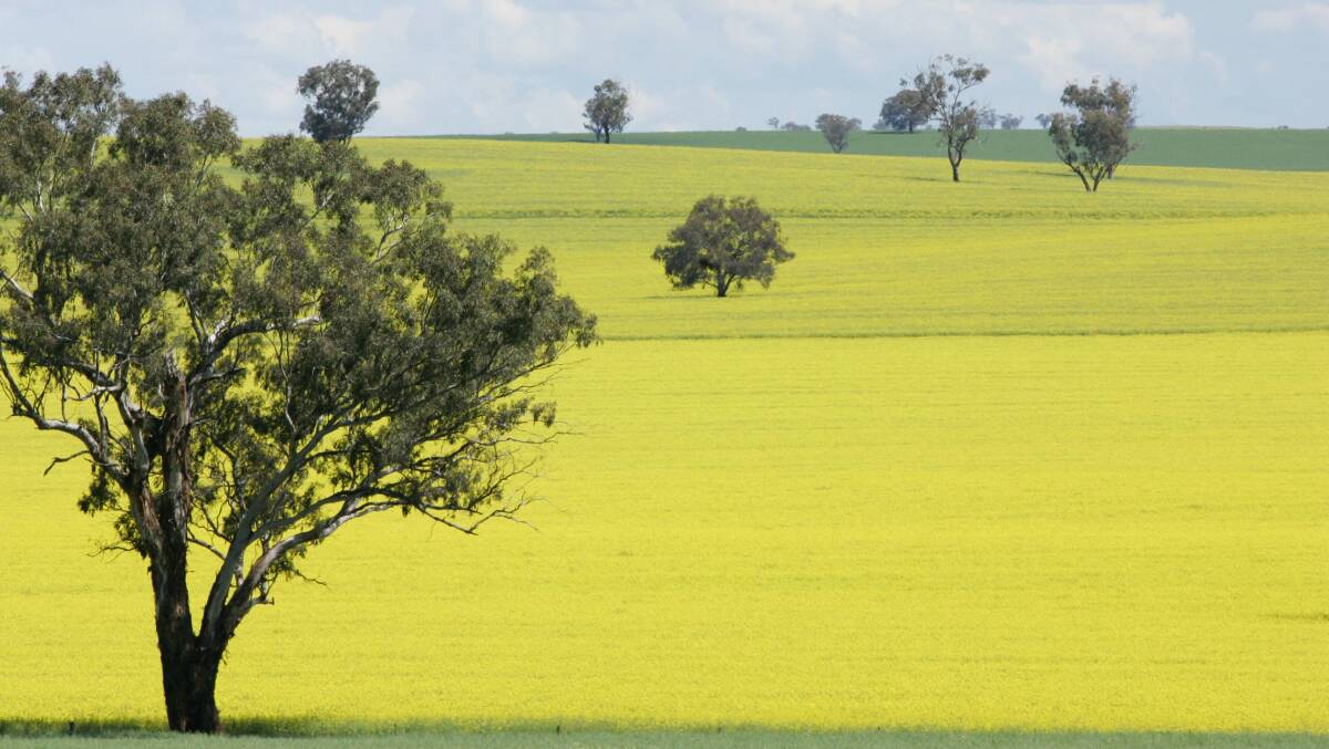 The Canola Trail is a tourism initiative between Junee, Temora and Coolamon shires.