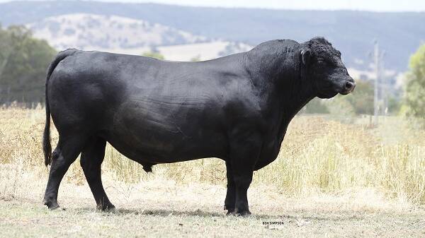 SOLD: Reiland Angus in Tumut and commercial producer Dan Carey from Canberra have sold their semen share in four-year-old sire, Reiland Hilary H874.