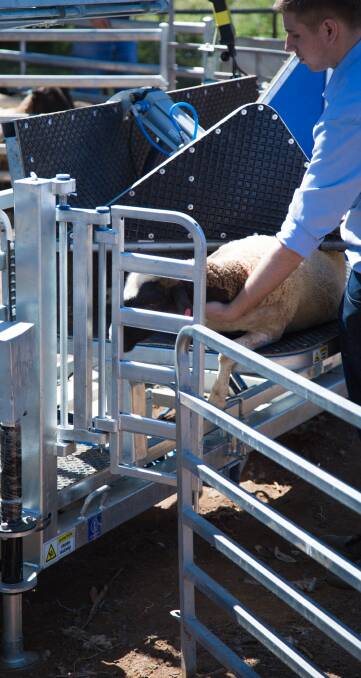CRUTCHING, wigging and drenching is made easier than ever with the Clipex Sheep Handler, which is expected to reshape Australia’s agricultural industry.