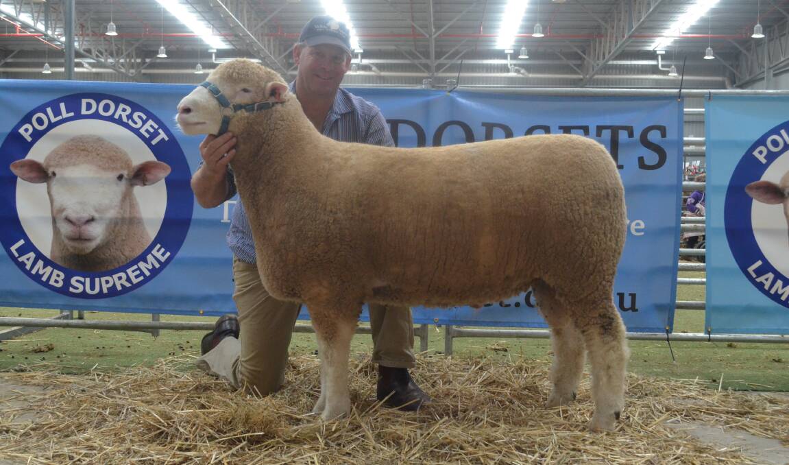 VALLEY Vista principal Andrew Scott with VV138/14, named champion ram at Bendigo Sheep and Wool Show 2015 and subsequently sire of the winning sheep at Melbourne Royal 2017.