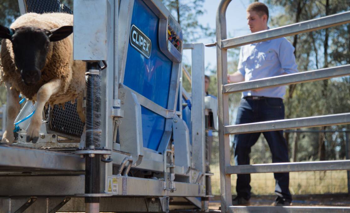 THE new Clipex Sheep Handler will run smoothly for farmers and could create what the company calls “The Year of the Sheep Handler".