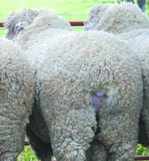 THE Bond breed has has significant advantages over many others with its high fertility, high economic returns from heavy fleece weights and fast lamb growth rates.