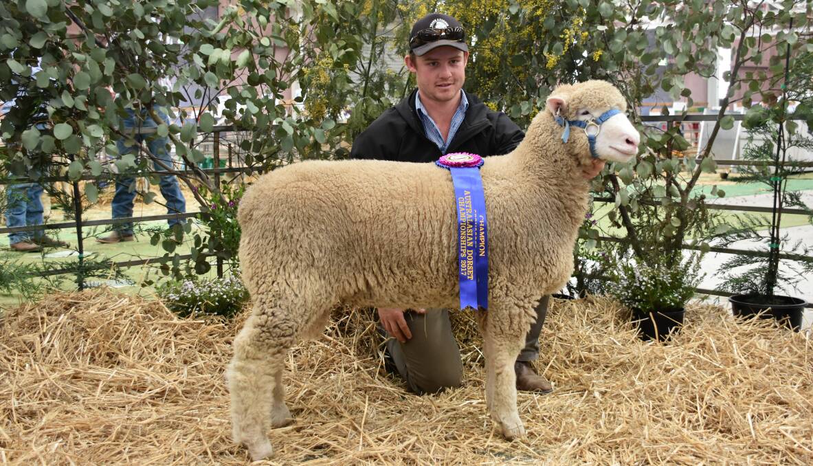 VALLEY Vista's James Scott with Champion Poll Dorset Ram Lamb V V 58.17 at the Australasian Dorset Championships.
