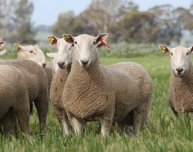 THE annual on-farm sale at Gleneith Border Leicester Stud will feature 100 rams, with all above breed average for $index.