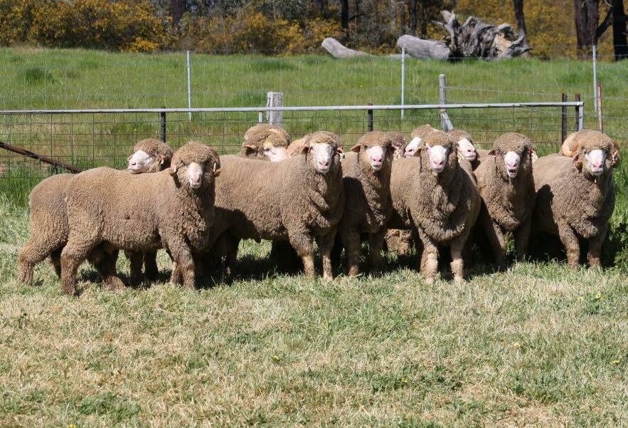 BROULA was founded on horned merinos and continues to offer them to clients, but is now focused on breeding polled merinos to maintain future growth.