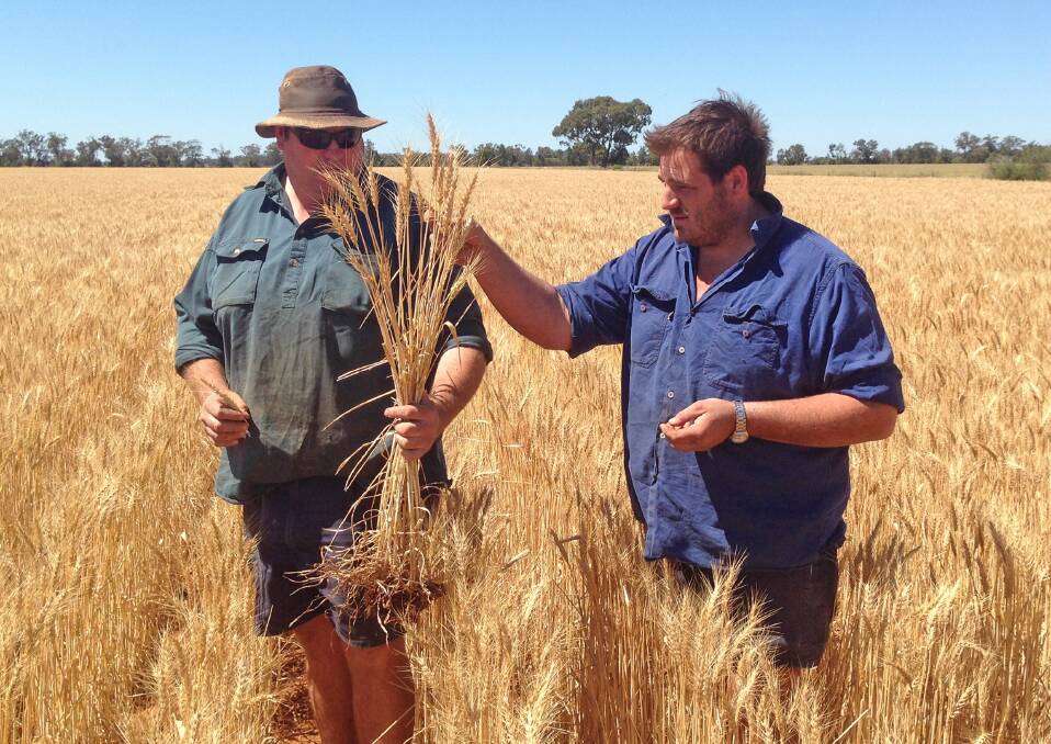 ALBERT growers Wayne and Michael Jarvis inspect their first crop of Flanker wheat. “We thought it was an excellent crop with outstanding growth and standability."