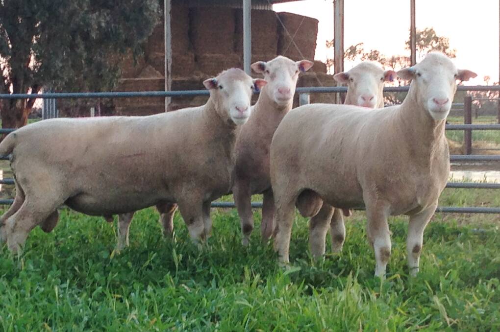 SOME of the Poll Dorset rams that will be available for purchase at Wunnamurra's 15th annual sale for "the serious lamb producer".