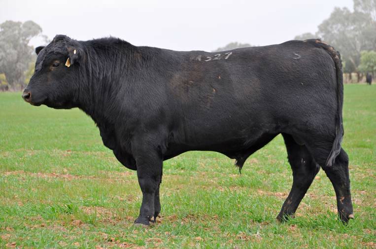WITH a focus on putting the client first, the 130 bulls on offer at the Scotts Angus spring sale have been chosen for traits that will be most attractive to buyers.