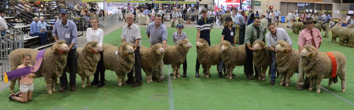 Langdene stud, Dunedoo gained first and second placings in the Bruce Merriman memorial trophy group of August shorn Merinos.