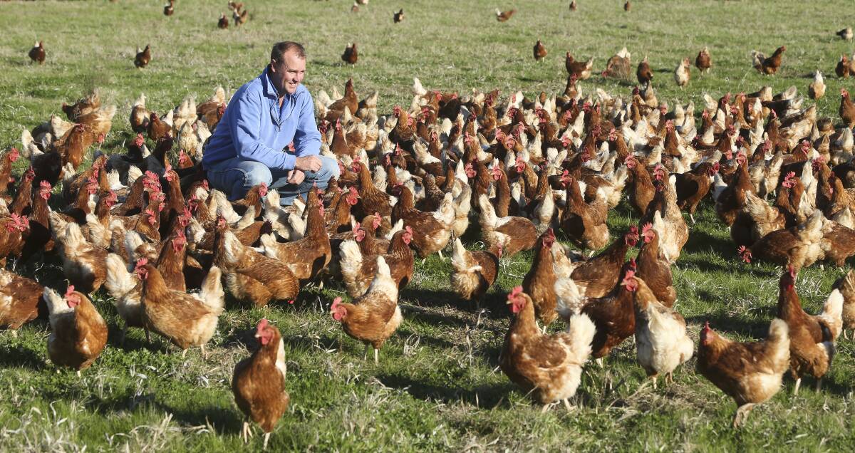 FREE AS A BIRD: Sam Pincott with some of his free range Isa Brown hens at Holbrook Paddock Eggs this week. Picture: ELENOR TEDENBORG