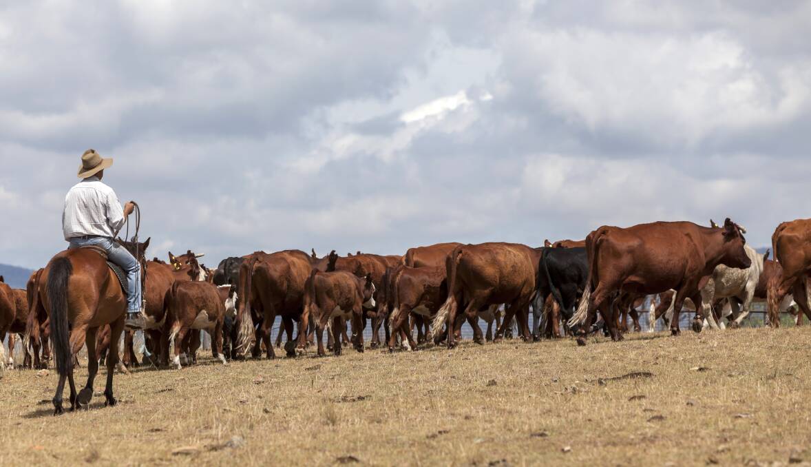 PLAN NOW:  Biosecurity plans are crucial in relation to the voluntary Johne’s Beef Assurance Score and they are also a compulsory requirement of Livestock Production Assurance accreditation.  