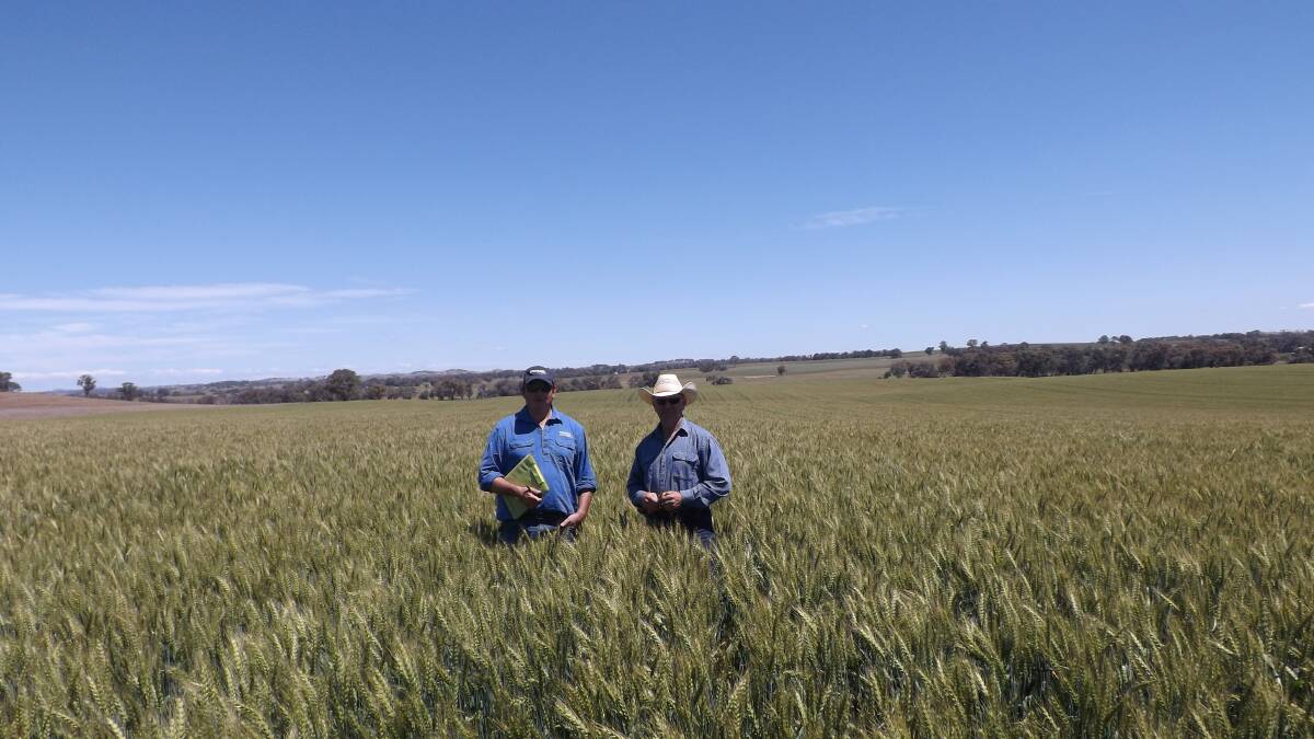 CROP: Michael Wilkinson, from Netherby, was the Wallendbeen wheat crop winner, with judge Andrew Daly (left), in the winning crop. Picture: Contributed