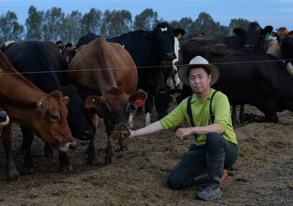 Herd manager Dohyun 'Tony' Kim, from Korea, is on a 457 skilled worker visa working at  Myrtle Farm. 