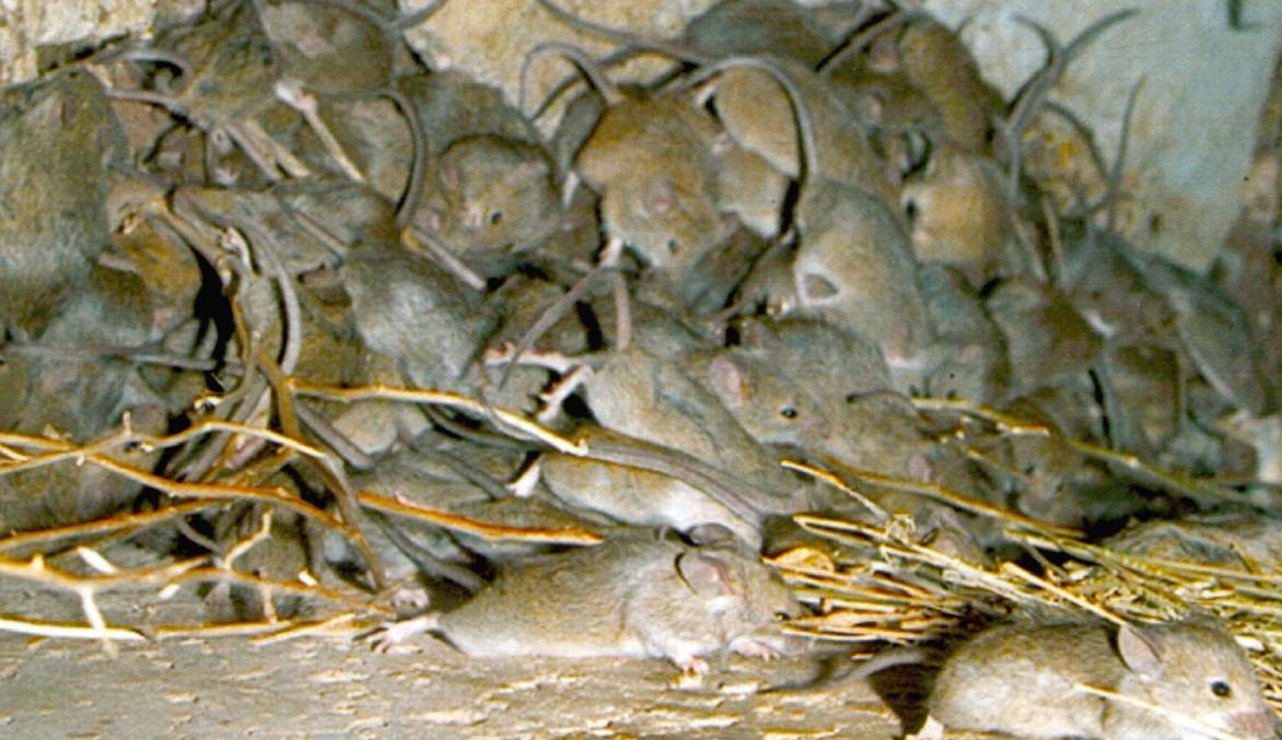 YUCK: Growers have been warned to keep an eye on mice numbers as they continue to rise. 