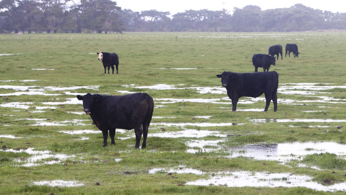 COLD COMFORT: Cold and wet conditions can set cattle up for magnesium deficiency, leading to grass tetany. 