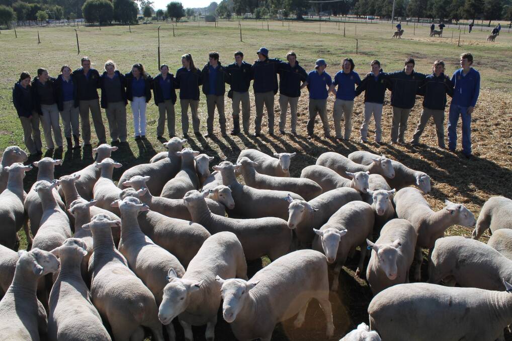 Group photo is of the Year 10 Animal Management Students with the sale rams. The students will be running the sale. 