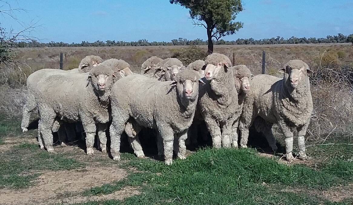 Some of the poll merino rams that will be available for purchase at the Ballatherie Poll Merino on-property ram sale on Friday, September 1.