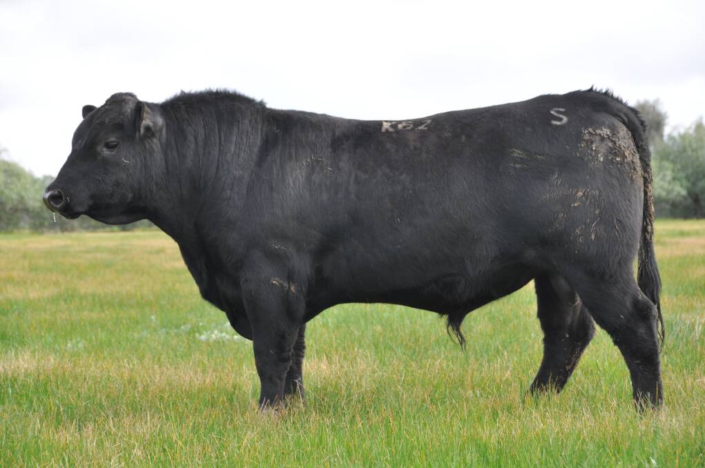 The team at Scotts Angus ensure their clients are getting the best bull possible with their quality assurance program which includes a two year guarantee.
