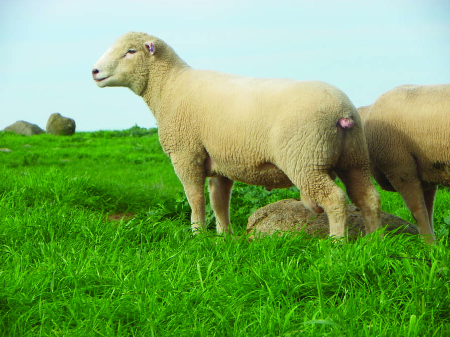 Kingsvale rams consistently achieve high lambing percentages, low birth weights, high growth, high dressing percentages, high cutting yields and outstanding carcass qualities on structurally sound sheep.