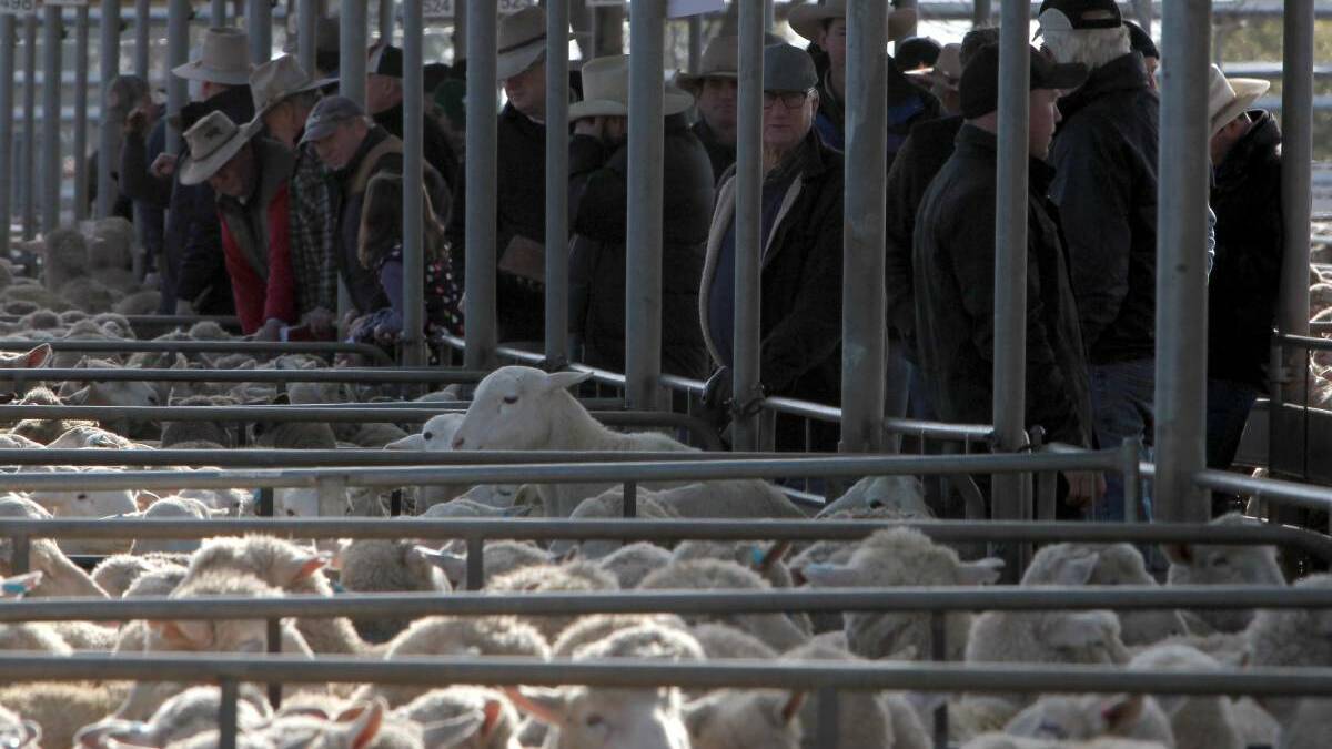 Prices ease across the saleyards