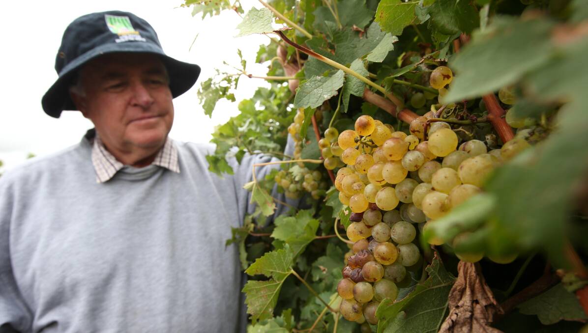 HARVEST: Bruno Brombal, chairman of the Riverina Wine Grape Marketing Board, inspects grapes after hail. Picture: Anthony Stipo.