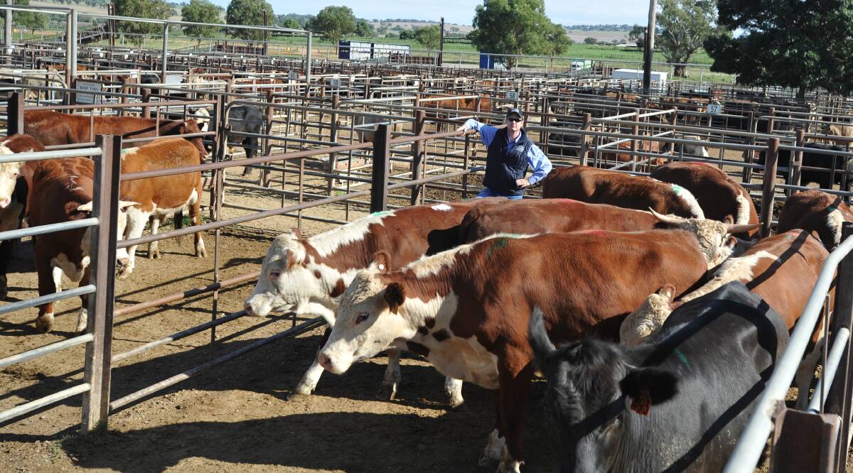 Wagga cattle market eases after Melbourne Cup