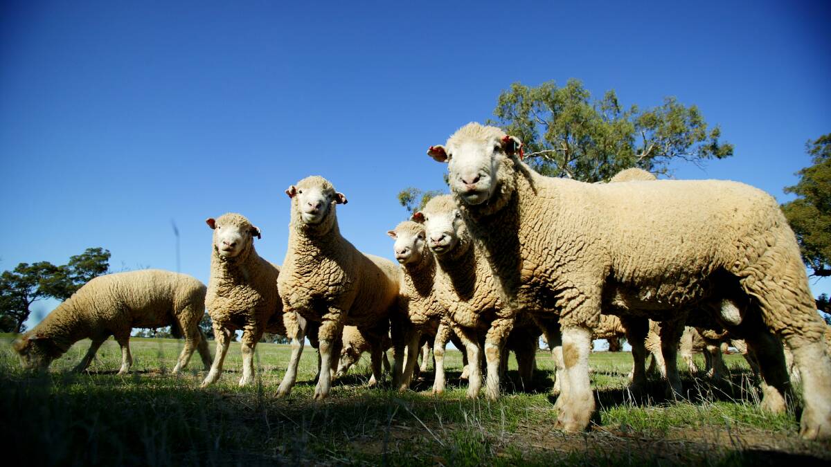 Pregnancy pills could boost lamb survival