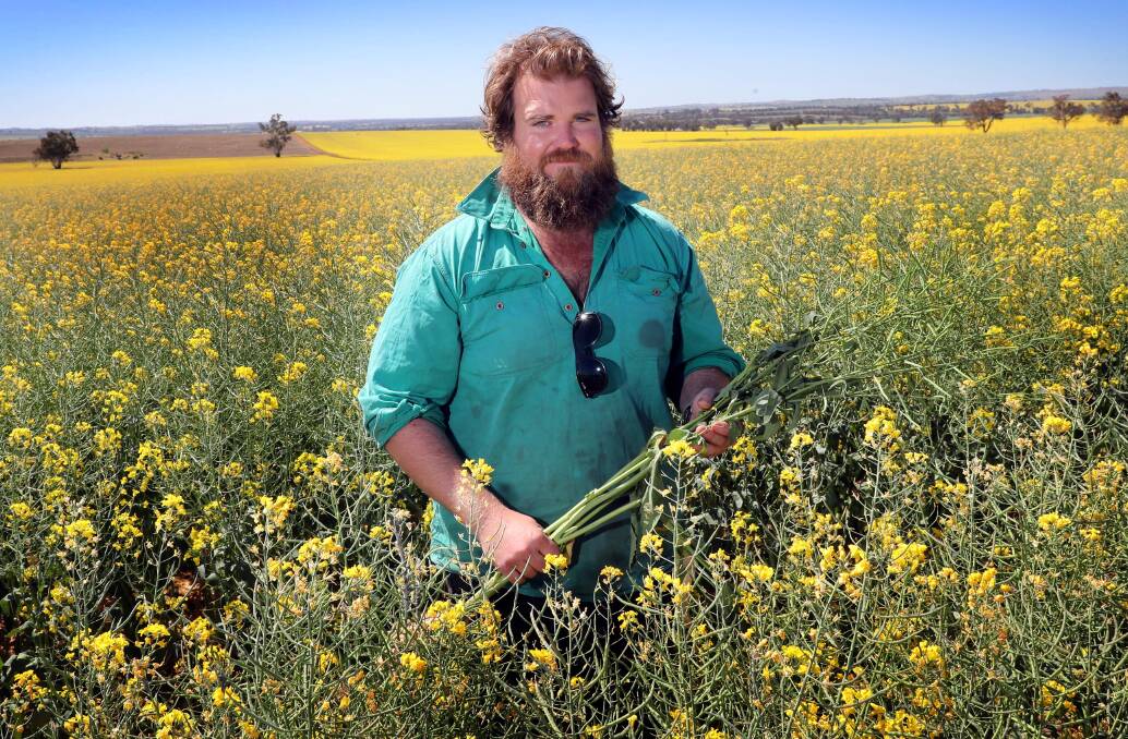 SEA OF YELLOW: Farmer Simon Moloney's crop is faring better than most, but he's holding out for rain. Picture: Les Smith 