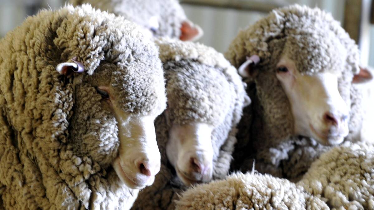 Nothing fuzzy in wool market