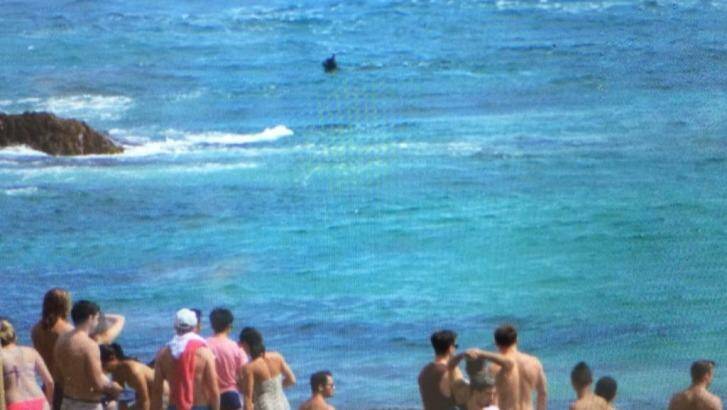 Beachgoers watch the shark at North Bondi on Saturday afternoon. Photo: Karl Hayes