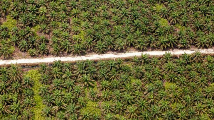 An aerial view of a road crossing through palm plantations, inside APRIL's concession in Riau province. Photo: Rodrigo Ordonez