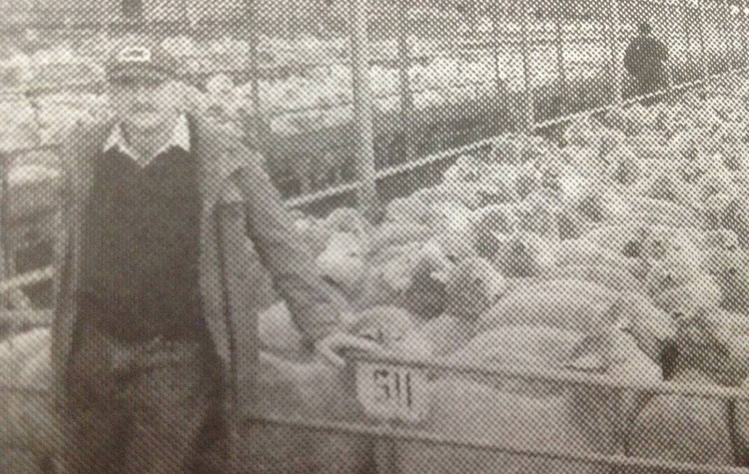 JUNE 1993: Ian Shirmer from Lockhart consigned this pen of 117 Bond lambs to Wagga with the hope of fetching $40 for the 19.5 kilogram lambs. He received $43.60.