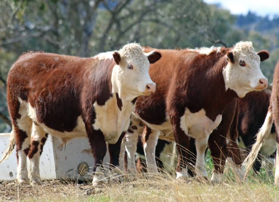 Herefords Australia launches new marketing brands.