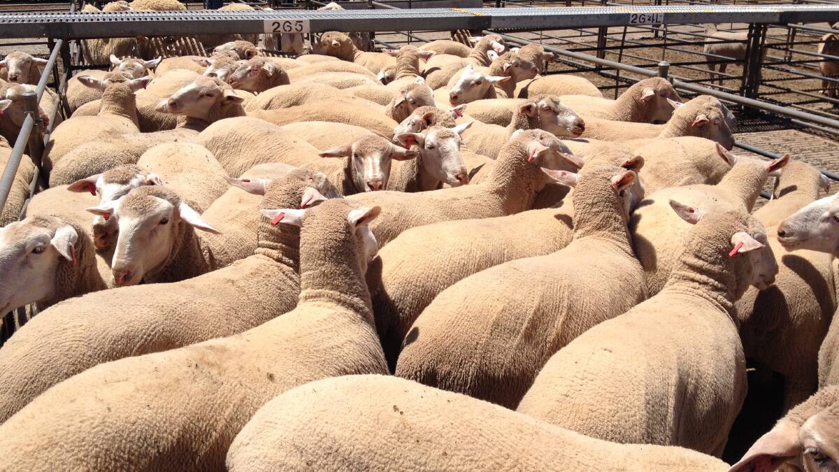 These lambs sold to a top of $178 at Griffith.