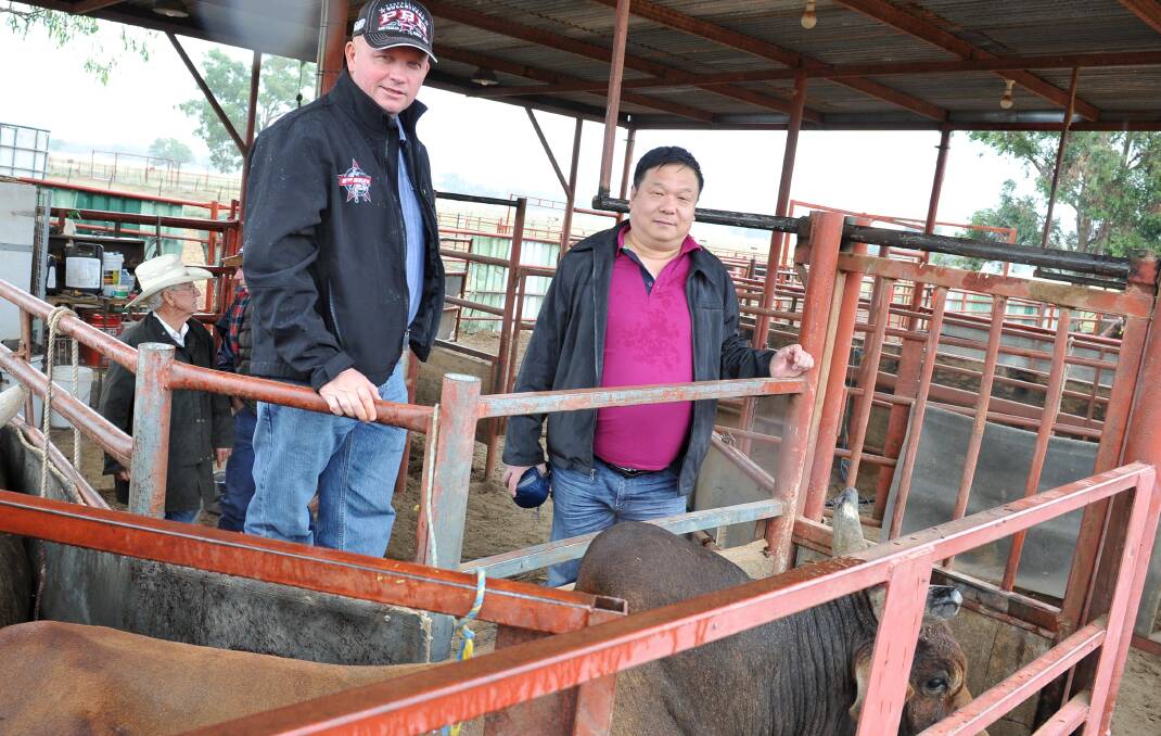 Bull buyers from China at John Gill's property at The Rock Glen Young (CEO of PBR Australia) and James Wang (PBR China). Picture: Michael Frogley
