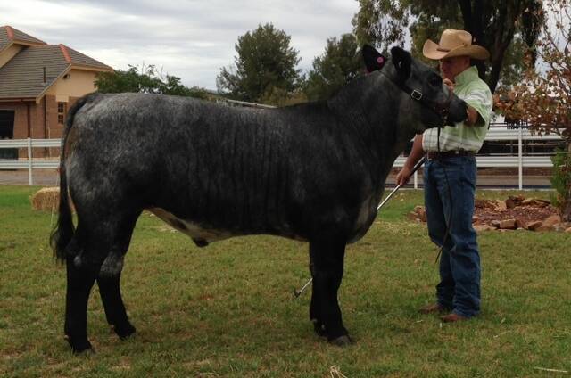 Steve Carter from the Blackjack Shorthorn Stud at Adelong holds the steer which ultimately won the carcase competition at the Sydney Royal Easter Show.