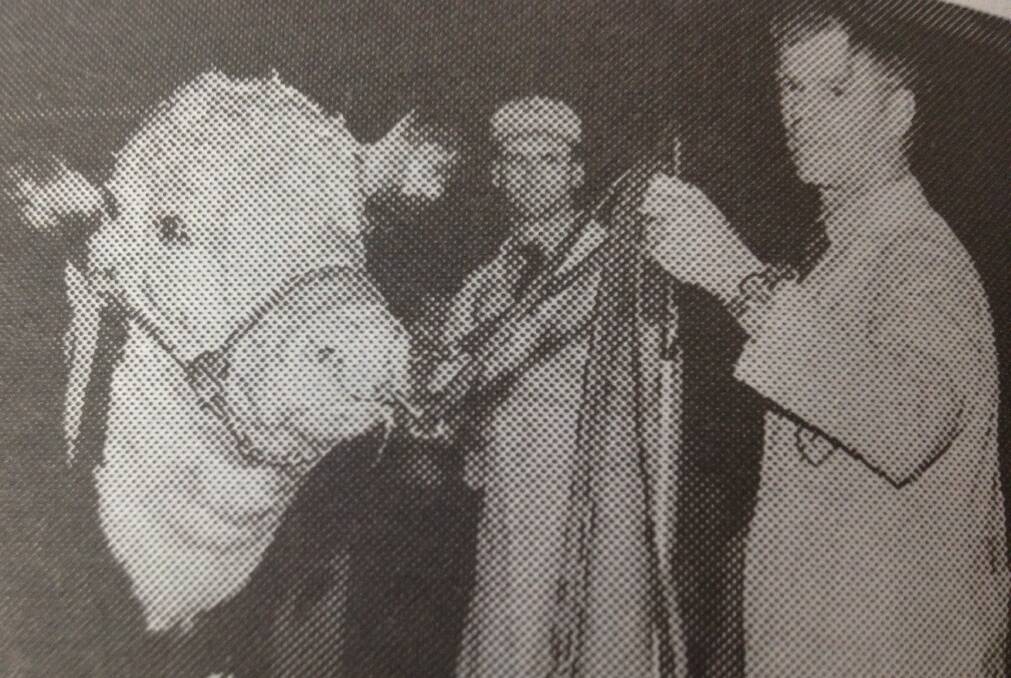 JUNE 1993: Vendor Ross Bennett, Bendulla, Mundulla, SA holds the $17,000 Dubbo National Poll Hereford sale top-priced bull, Bendulla Liberty.