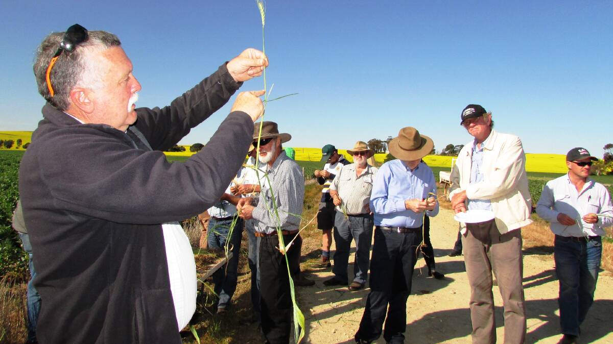 Mick Faulkner shows growers a frosted wheat plant.