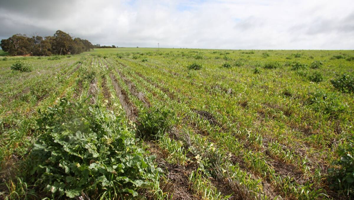 Herbicide-resistant wild radish is among the weeds targeted by the new IWM Hub. Picture: Andrew Storrie 