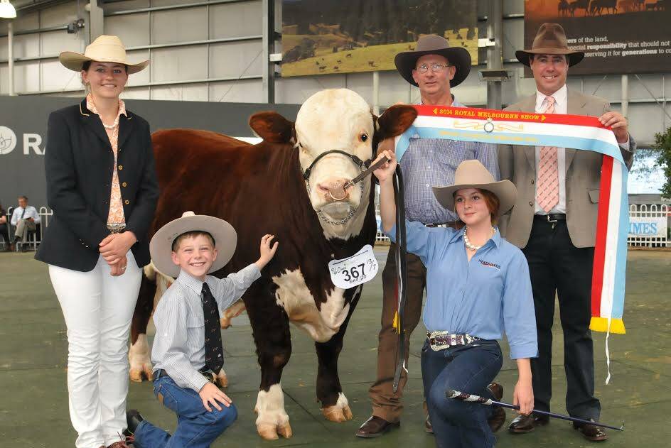 The grand champion Hereford bull at 2014 Melbourne Royal Show with associate judge Aimee Bolton, Girgarre, Vic, exhibitor Thomas Holt, Urana, Andrew Green, and judge Rick Miller, Naracoorte, SA, while Jordan Alexandra, Bowral, NSW, is on the halter. Picture: Wayne Jenkins