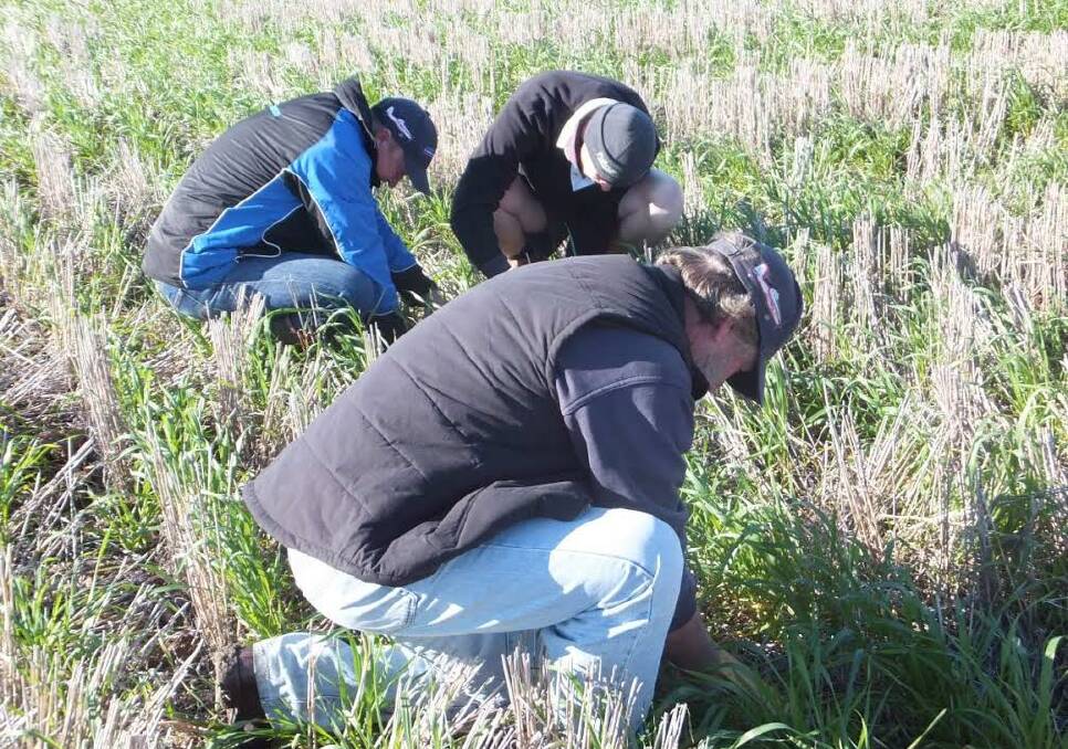 Members of the Finley discussion group assess frost damage in wheat crops.