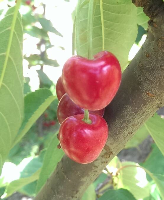 Growers are warned about the yield dangers of little cherry disease.