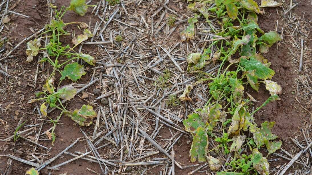 Western yellow virus causes significant damage to canola crops in southern NSW.