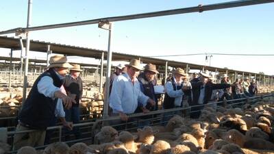 There was no sheep and lamb sale at the Wagga Livestock Marketing Centre on Thursday due to the Easter break.